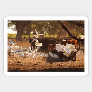 Cows & Cockatoos on an Australian Farm Sticker